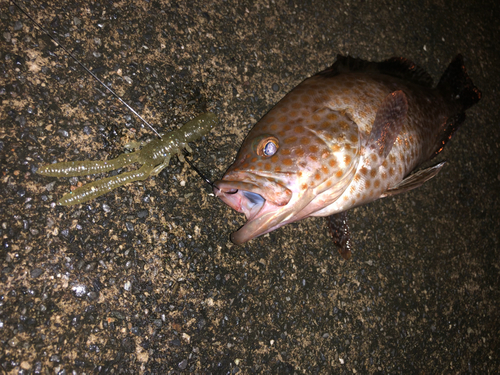 オオモンハタの釣果