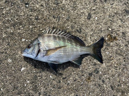 チヌの釣果