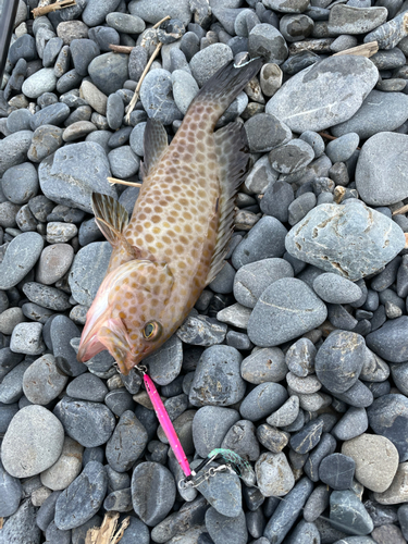 オオモンハタの釣果