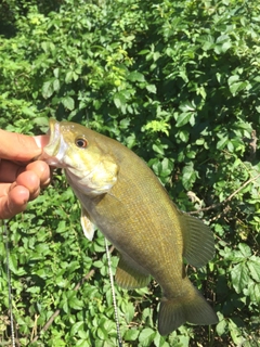 スモールマウスバスの釣果