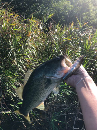 ラージマウスバスの釣果