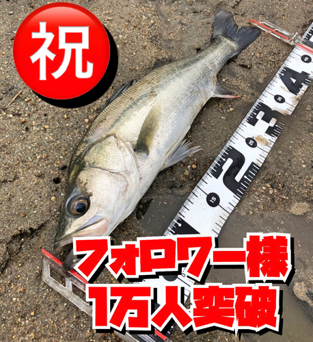 シーバスの釣果