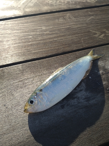 コハダの釣果