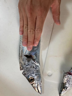 サバの釣果