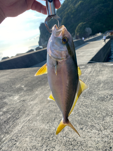 ネリゴの釣果