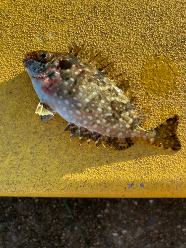 アイゴの釣果