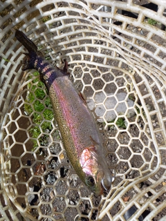 ニジマスの釣果