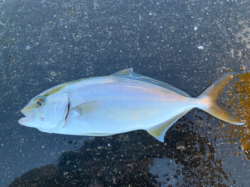 ネイリの釣果