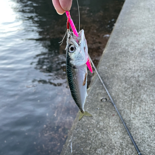 サバの釣果