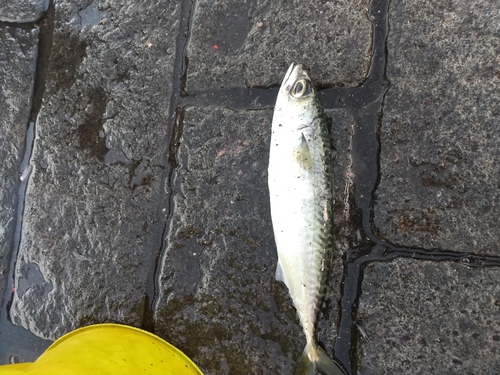 サバの釣果