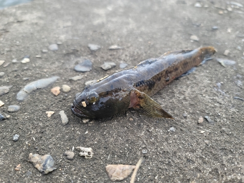 ハゼの釣果