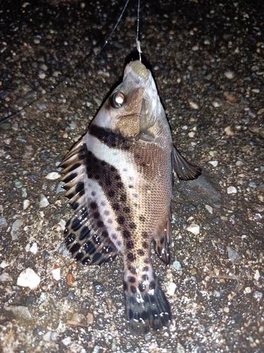 コショウダイの釣果