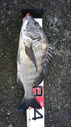 クロダイの釣果