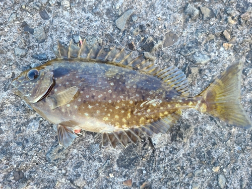 オオモンハタの釣果