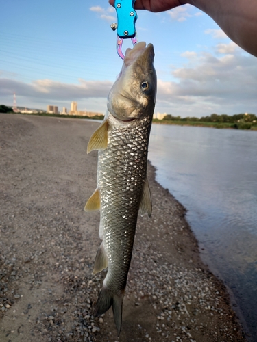 ニゴイの釣果