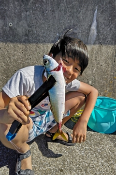 マハゼの釣果