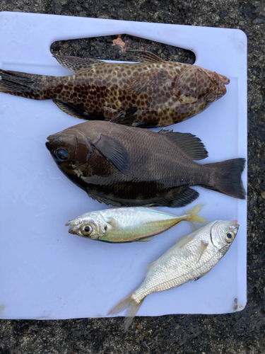 オオモンハタの釣果