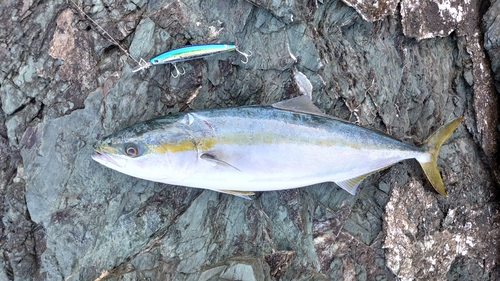 ハマチの釣果