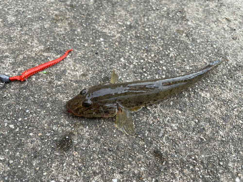 ハゼの釣果