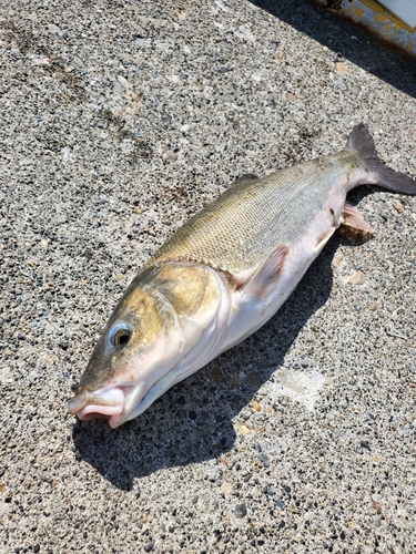 ウグイの釣果