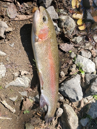 ニジマスの釣果