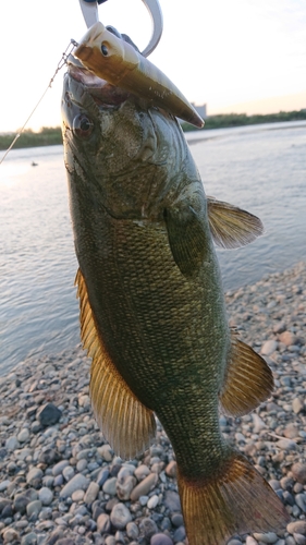 スモールマウスバスの釣果