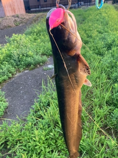 ナマズの釣果