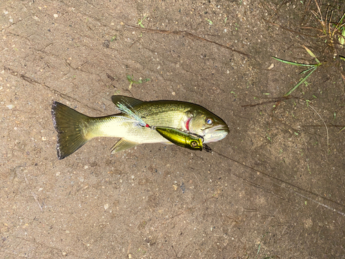 ブラックバスの釣果