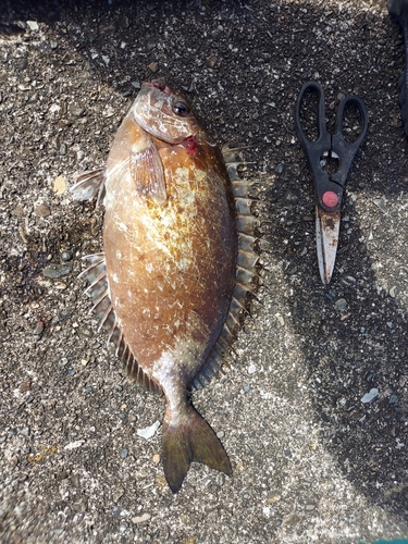 アイゴの釣果