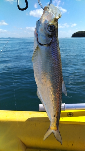 ヒラの釣果