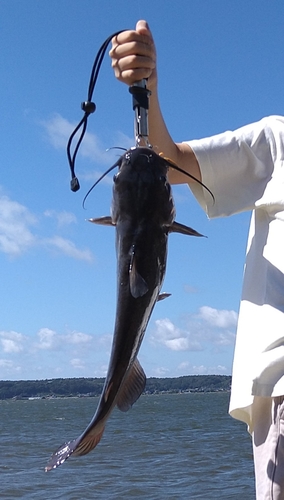 アメリカナマズの釣果