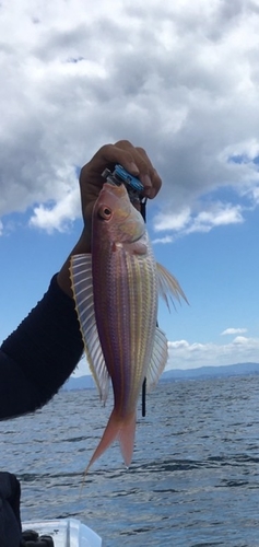 イトヨリダイの釣果