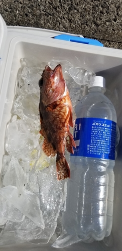 アラカブの釣果