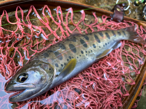 ヤマメの釣果