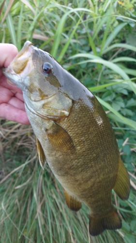 スモールマウスバスの釣果