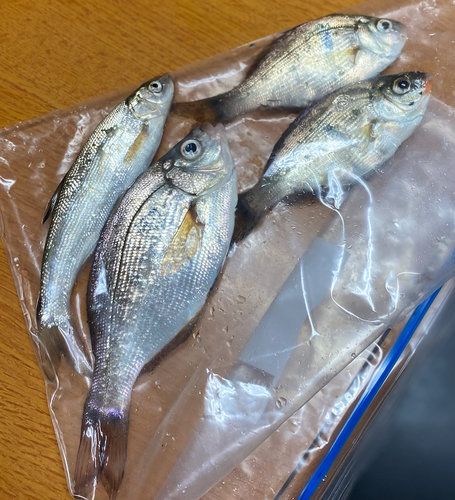 タナゴの釣果