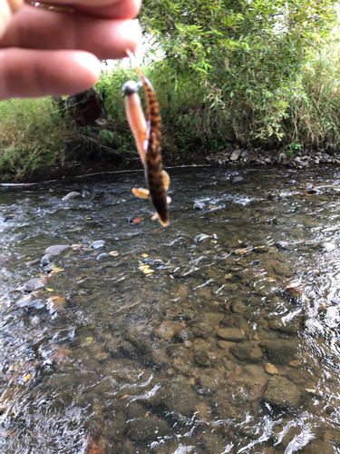 ウグイの釣果