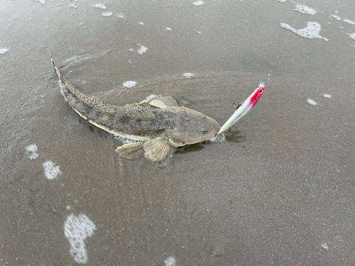 マゴチの釣果