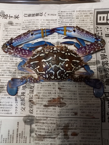 ワタリガニの釣果