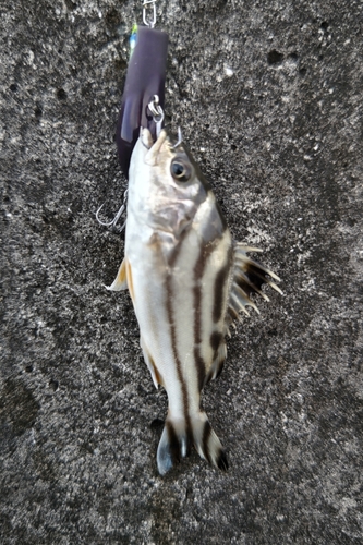 コトヒキの釣果