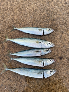 サバの釣果