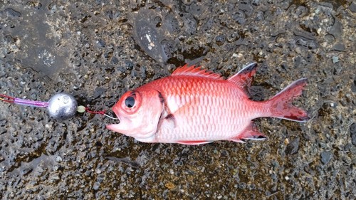 アカマツカサの釣果