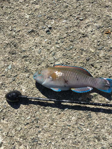 アオブダイの釣果