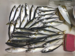 サバの釣果