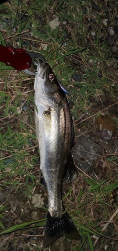 セイゴ（マルスズキ）の釣果