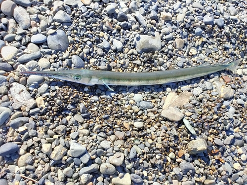 ダツの釣果