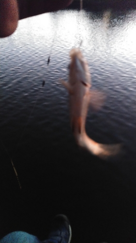 マブナの釣果