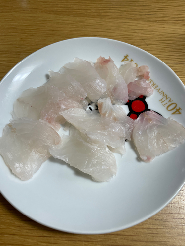 アコウの釣果