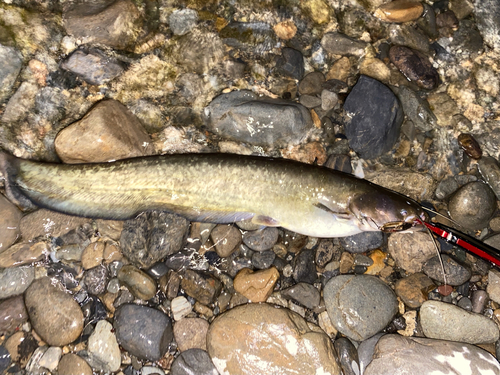 ニホンナマズの釣果