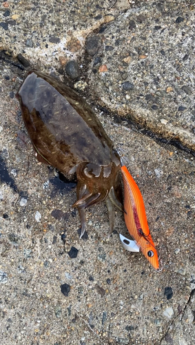 コウイカの釣果